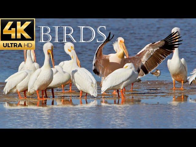 Breathtaking Colorful Birds - Wildlife & Nature video | 4K