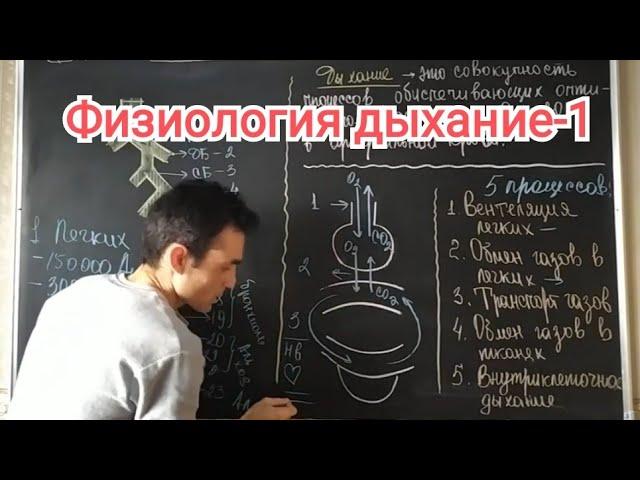 Физиология дыхание. Общая характеристика. Physiology of respiration. general characteristics