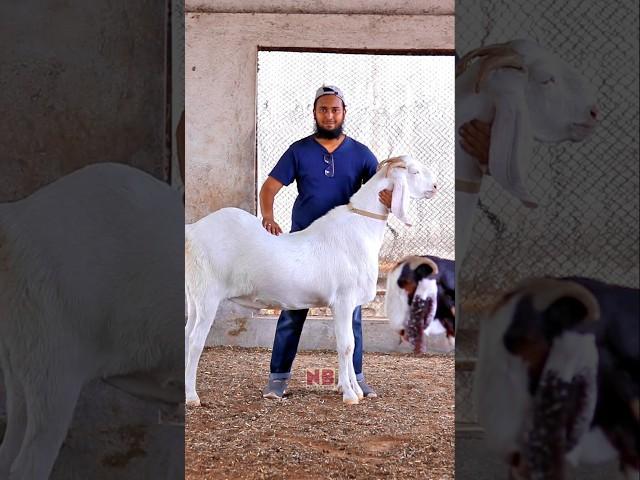 Janwar Paala Karo️ #bakraeid #bakraeid2025 #bakraeidspecial #bakra #goats #trending #biggoats