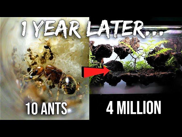 My Pet Fire Ant Colony 1 Year Later (Road to 4 Million)