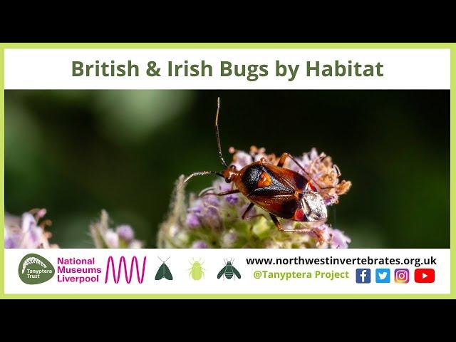 British & Irish Bugs by Habitat