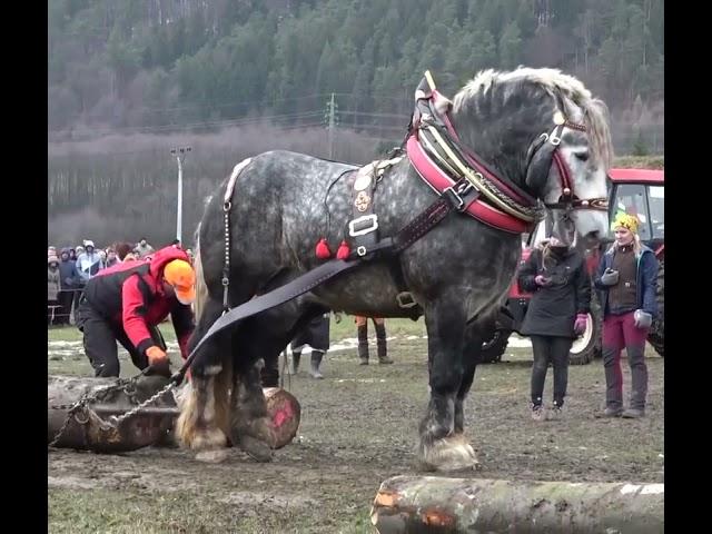 So Strong Horse I Pulling the Heavy Weight Wooden Pieces