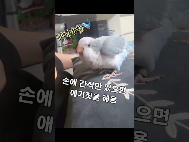 안~~녕!! 파닥파닥 아기짓은, 내 손에 간식이 있을때만!! ㅋㅋ#김베니#마비키#베비하우스#베비네#앵무새 #앵집사 #말하는앵무새 #앵스타그램 #국산잣#최고