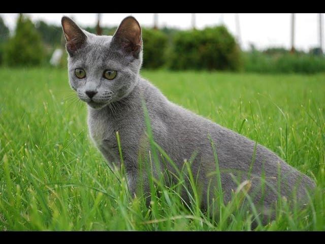 Animal Planet  : Cats 101 ~ Russian Blue