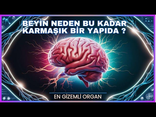 Beyin ve Gizemli Yapısı | Nöronlar, Sinir Sistemi ve Beynin İşleyişi