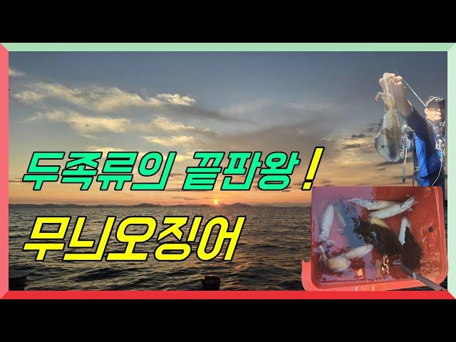 두족류의 끝판왕, 무늬오징어 팁런! [석이피싱TV]