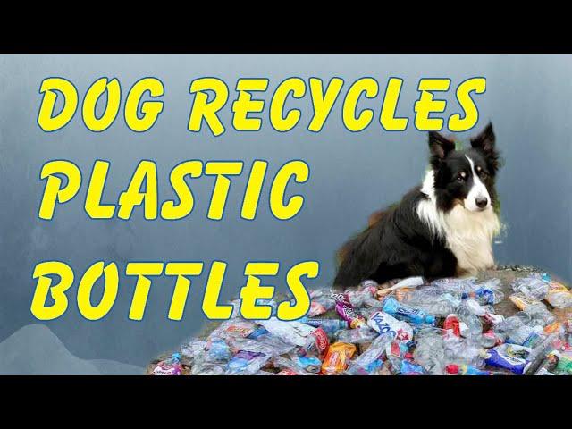 Dog That Cleans and Recycles for Her Neighbors #dog #shorts