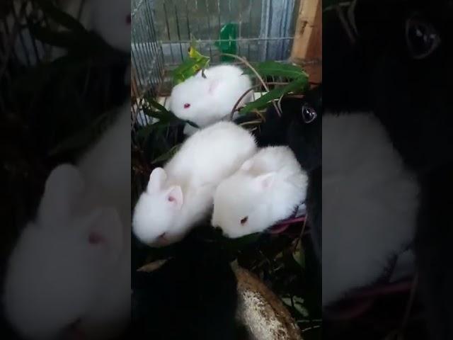 Anak kelinci hias di feed breed bunny lucu sekali ya... #shorts