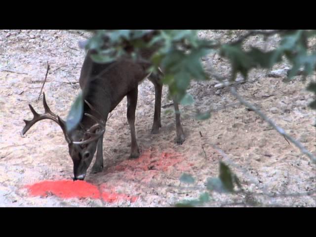 2013 RealTree SugarBeet Crush Management Minute