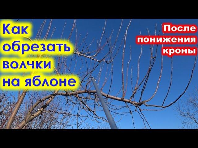 КАК правильно ОБРЕЗАТЬ ВОЛЧКИ на ЯБЛОНЕ.