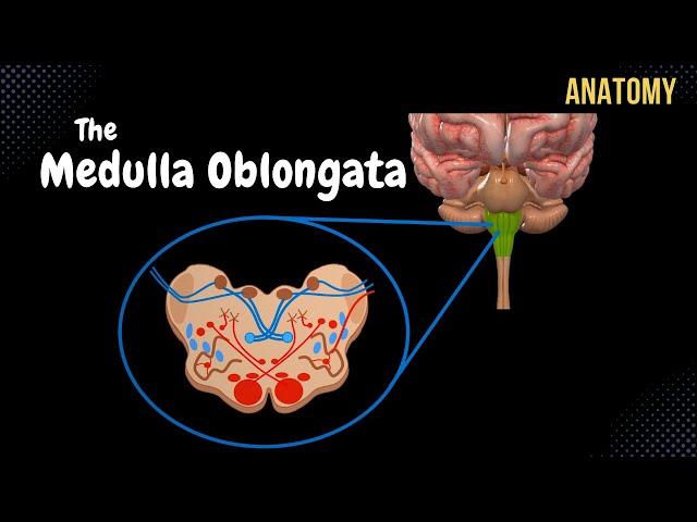 Medulla Oblongata Anatomy - External & Internal (White & Grey matter) + QUIZ