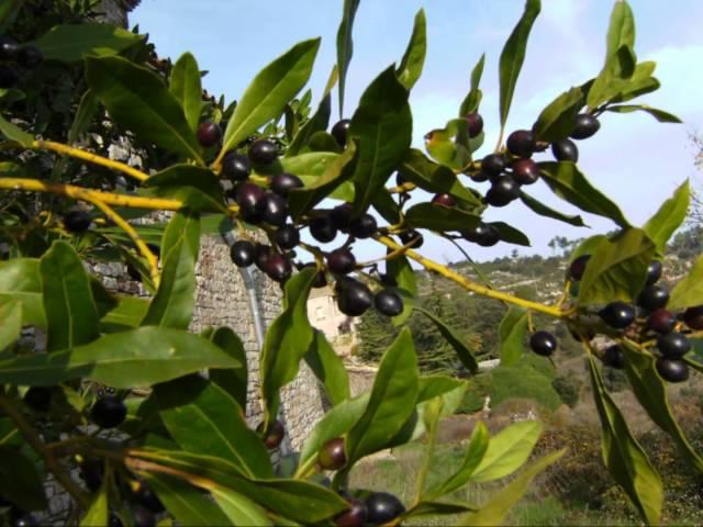 Laurus nobilis (with translation text)