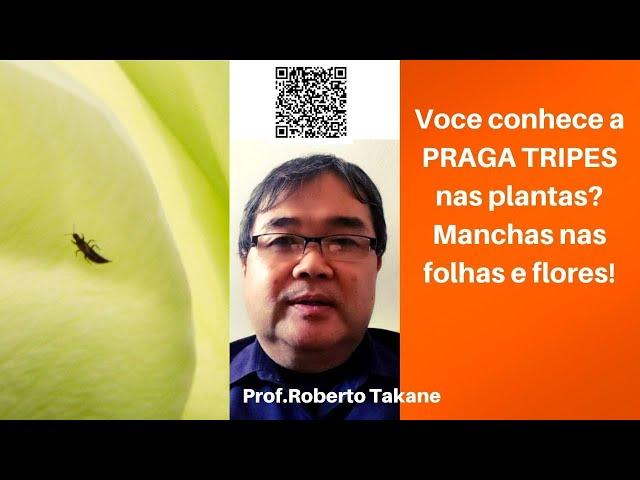 Voce conhece a PRAGA TRIPES nas plantas? Manchas nas folhas e flores! #robertotakane