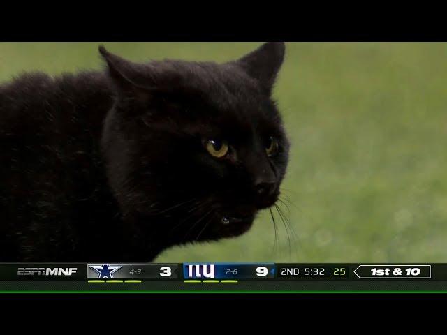 Cat Runs Onto the Field & Interrupts Game | Cowboys vs. Giants | NFL