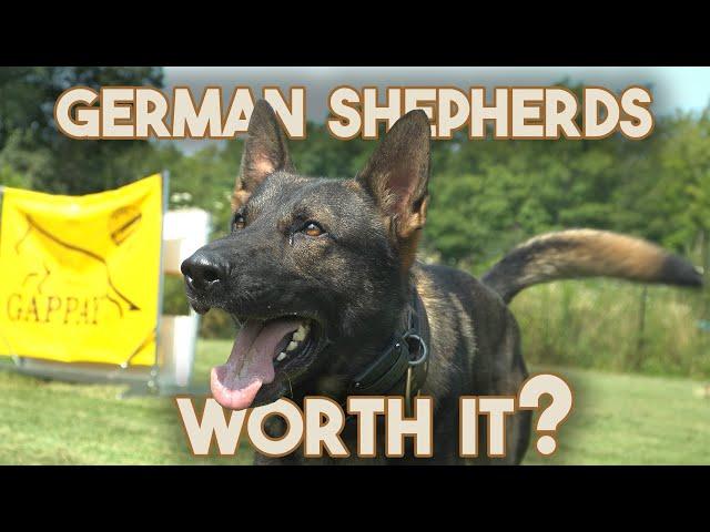 German Shepherd - Should you buy one?