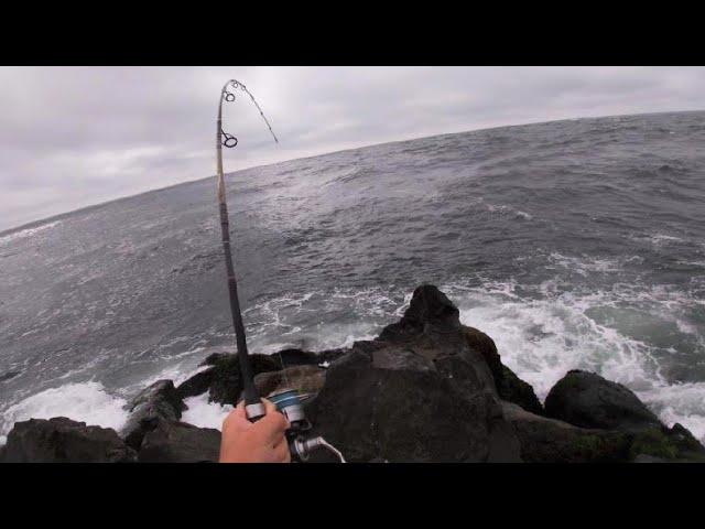 Surf Fishing Long Island's FALL RUN- Blues, Shad and Dolphins