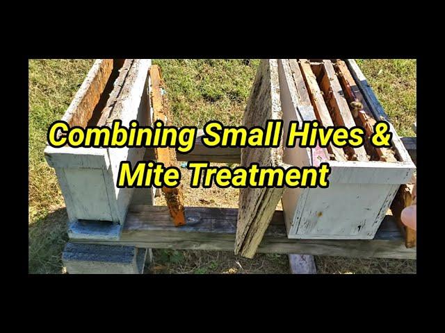 Combining Small Hives & Mite Treatment