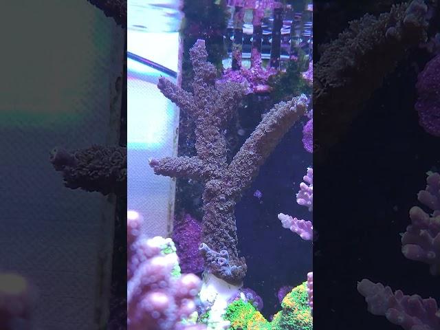 #reefaquarium #fishtank #coralreef #reef #reeftank #reeflife #reefer #coral #reef2reef #chill