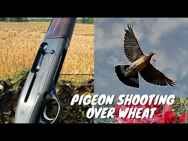 Pigeon Shooting | Decoying on Wheat Crop | Lots of Birds