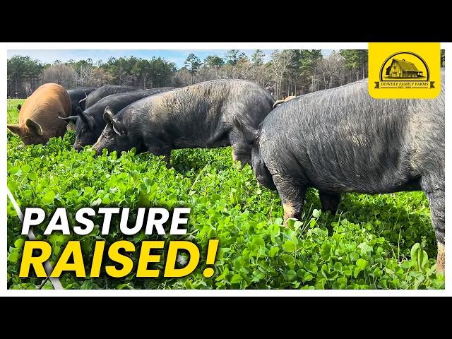 An Introduction to Raising Pigs on Pasture