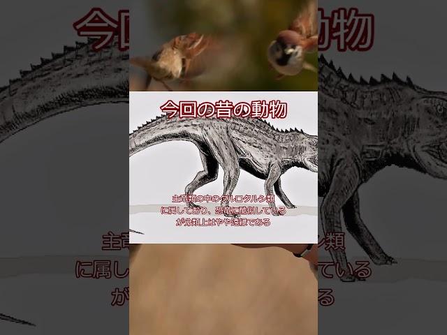 2013年の研究では、指、椎骨、骨盤の構造などからポストスクスは二足歩行を行った可能性が高いという結論が出たポストスクス　＃Short