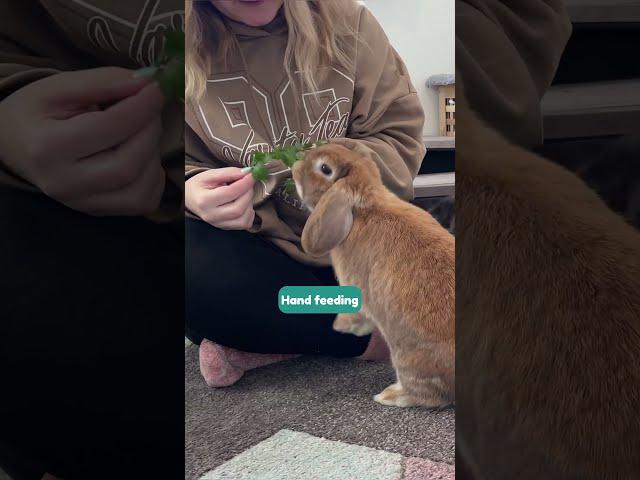 Bonding With Your Bunny 
