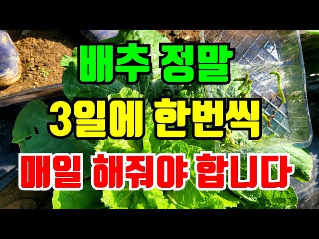 배추 무름병예방을 위한 웃거름종류, 매일해야할것