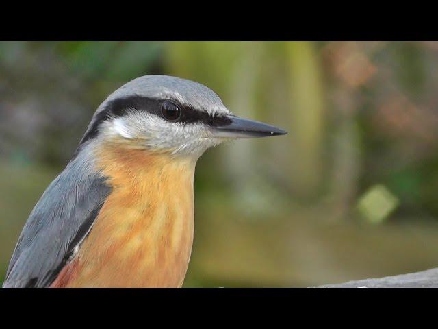 Nuthatch Bird Song and Nature Sounds - Birds Singing - One Hour of Beautiful Nuthatches