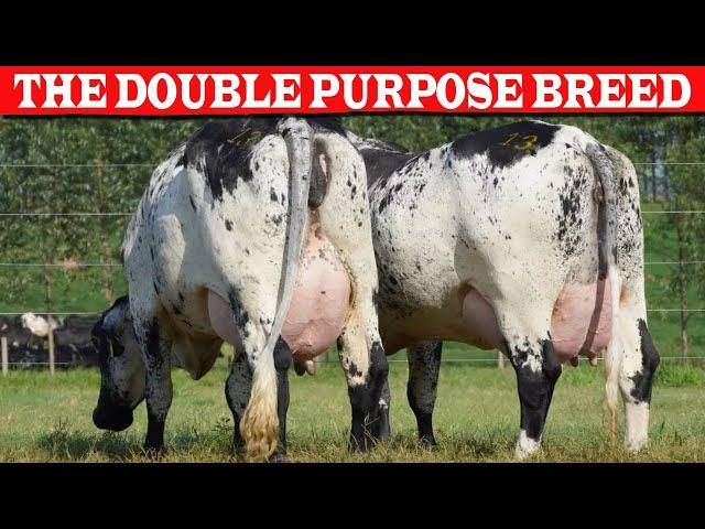 ⭕ GIROLANDO THE DOUBLE PURPOSE BREED, BEST ADAPTED TO THE LOW AND MIDDLE TROPICS   Dairy Cow