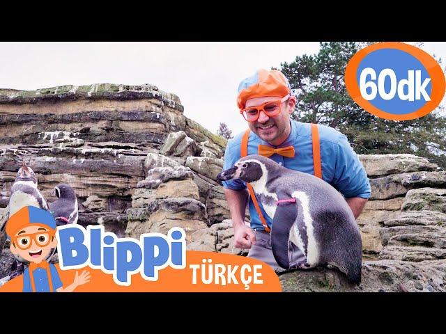 Blippi Hayvanat Bahçesinde Penguenleri Öğreniyor  Blippi Türkçe - Çocuklar için Eğitici Videolar