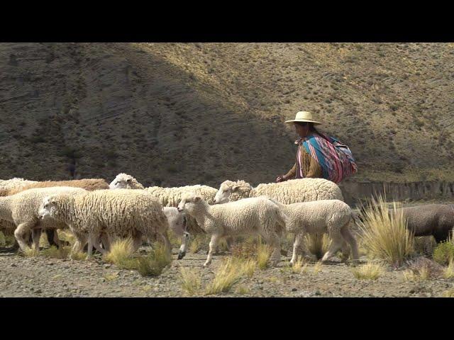 The vital importance of grasslands and savannahs