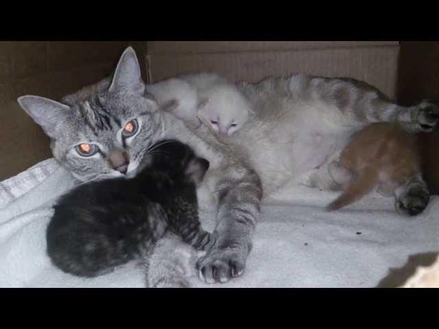 Mom and Kitties (I NEED NAMES!!!!)