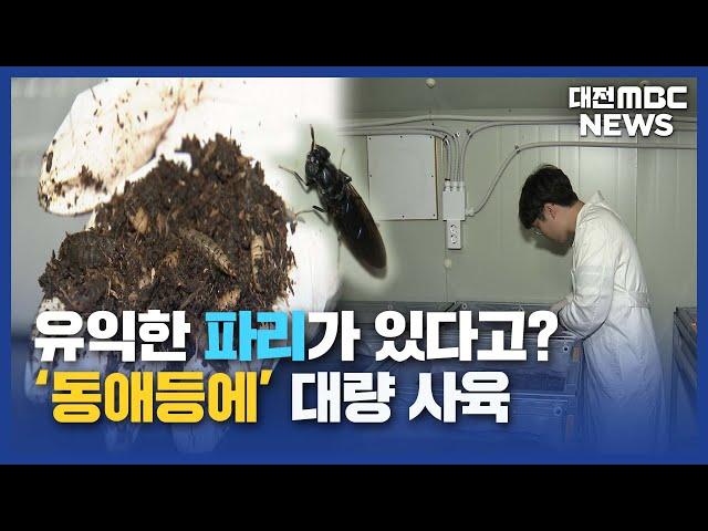 파리도 익충 "동애등에를 아시나요"/대전MBC