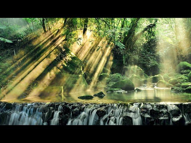 Rainforest HD Stock Videos | Free stock footage - No Copyright | All Video Free