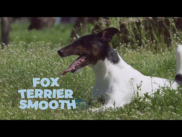 Smooth Fox Terrier Dog Breed - Facts and Traits