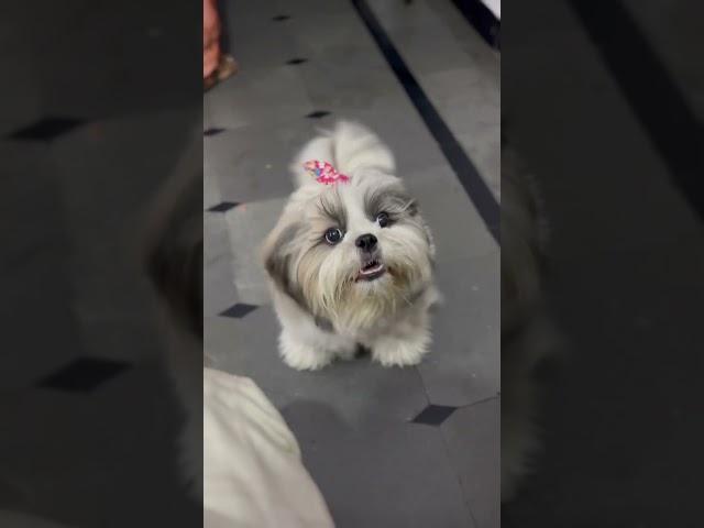 Shih tzu puppy barking  #shorts #shihtzu #sounds