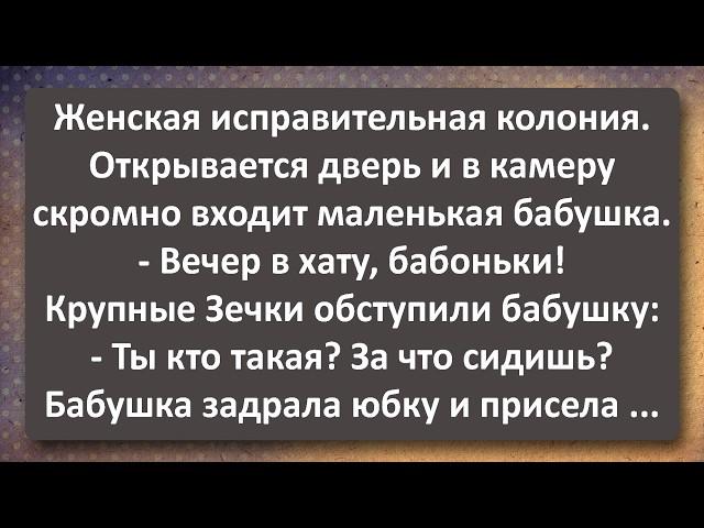 Поручик Раскукожил Горничную Графини! Сборник Самых Свежих Анекдотов!