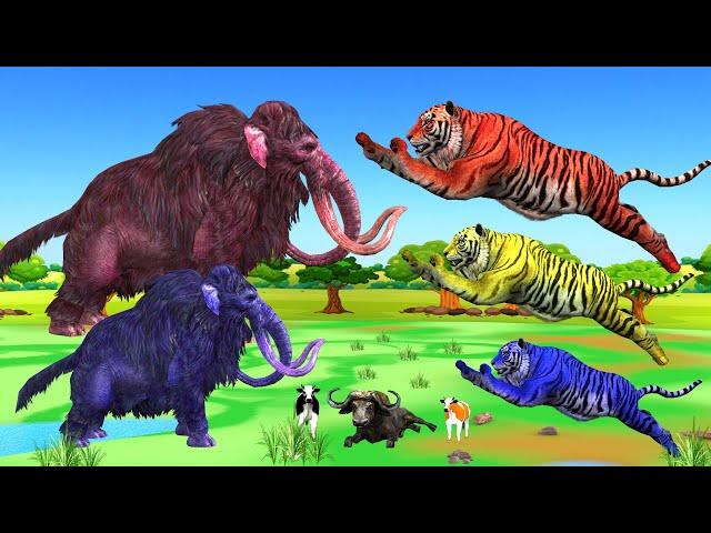 3 tigers attack on cows rescued from giant mammoth buffalo animal fighting funny revolt battle