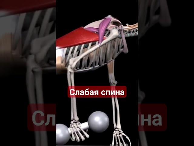 Слабые широчайшие 100 лет назад