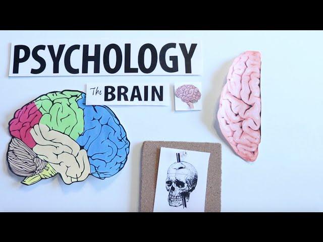 AP Psychology- The Human Brain