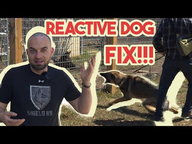 Crazy Reactive German Shepherd Training