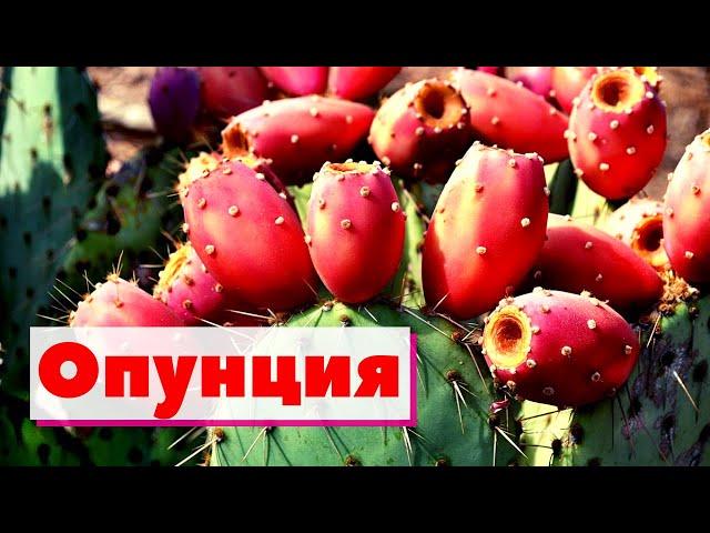 Опунция | Как это сделано