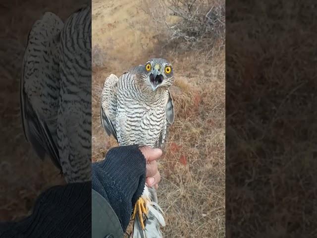 #ястреб #орёл #охота #berkut #birds #burgutlar #wildlife #falcon #animals #lochin#nature #automobile