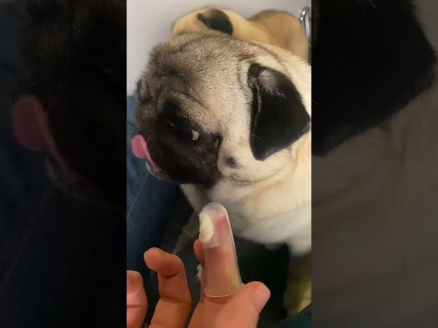 How to Clean Your Dog’s Teeth with Animigo's 3-in-1 Dental Care Kit!