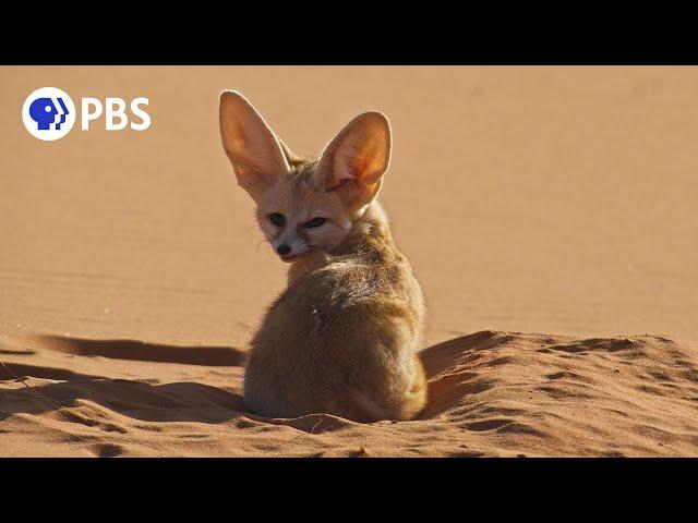 Meet the World's Smallest Wild Dog