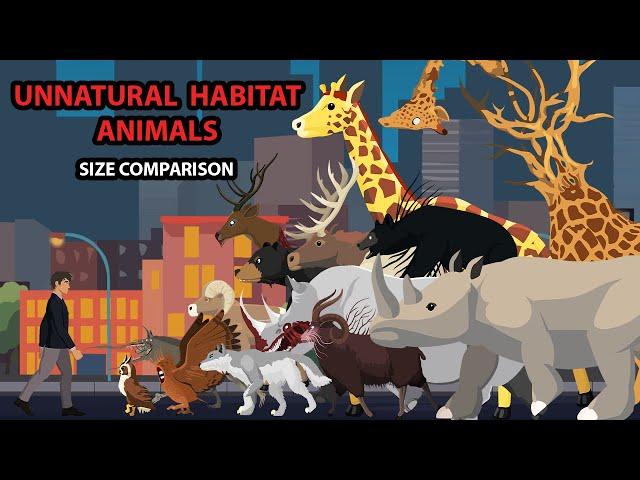 Unnatural Habitat Animal & Normal Animal Size Comparison | Unnatural Habitat Animal Animation