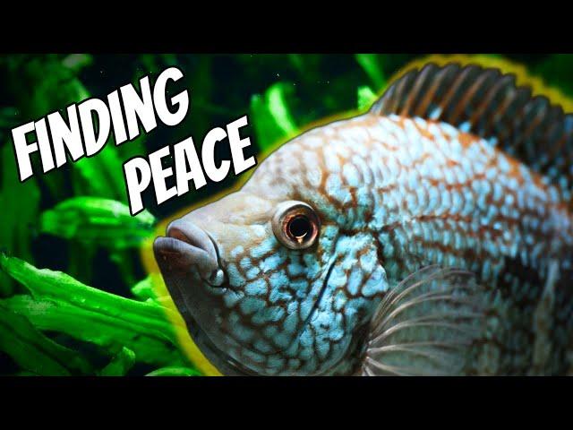 Amazing Aquariums and a GREAT Story, Finding Peace In Fish Tanks