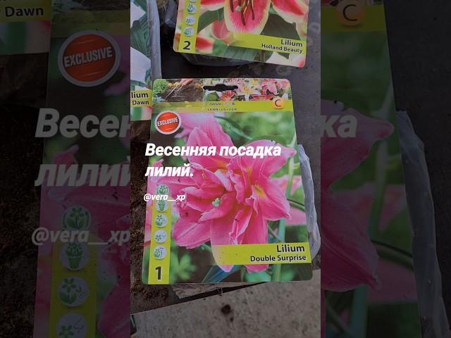 Весенняя посадка лилий. Краснодар март 2025. Лилии в саду. lilium