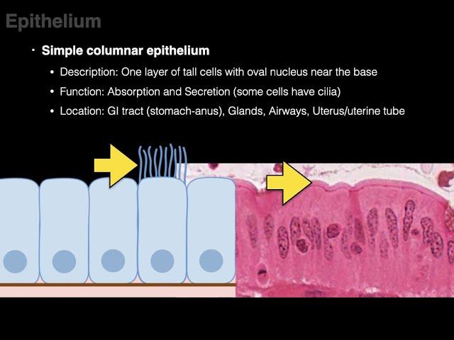 Epithelium