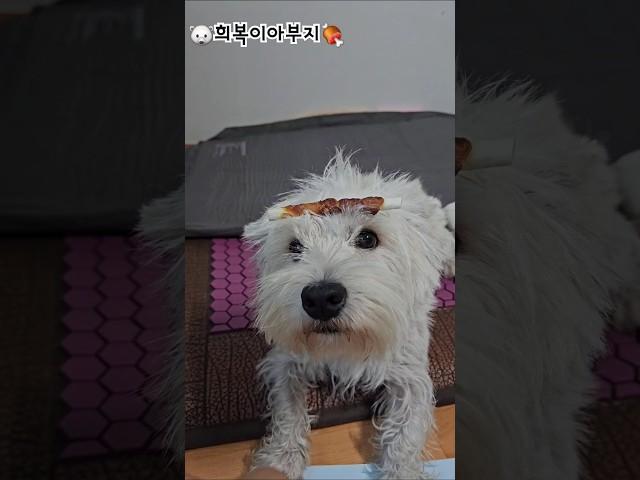 퇴근하고 왔더니 촉촉해진 희복이! #westie #화이트테리어 #웨스티 #puppy